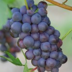 Vendemmia 2023, ulteriore calo