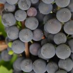 Il Registro nazionale delle varietà delle viti è online