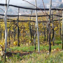 Vigna Prosecco