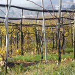 Puglia, Pellegrinaggio artusiano