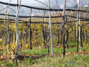 Terreni agricoli: mercato fondiario e degli affitti in Italia nel 2024