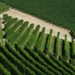 Il paesaggio vitivinicolo del Roero e Monferrato sono patrimonio dell’Umanità