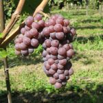 Vino della Romagna tra tradizione e globalizzazione