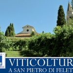 Viticoltura a San Pietro di Feletto”