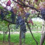 Nuovo vitigno autoctono scoperto in Valpolicella