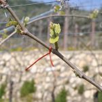 Lezioni di viticoltura sostenibile, diretta in streaming 