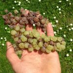 Vino santo trentino, identificata una difesa naturale dalla Botrite