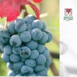 Percorsi DiVini de Le Donne del Vino -Valle d’Aosta