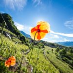 La Valtellina verso una viticoltura sostenibile