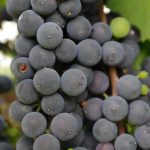 Vino, verso un futuro più sostenibile