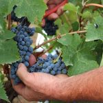 Una buona vendemmia per la Sicilia che fa qualità