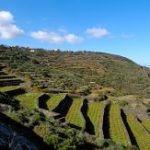 La Vite ad Alberello di Pantelleria è Patrimonio dell’Unesco