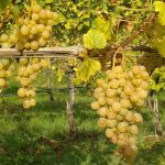 Vino, erogati oltre 336 milioni nella campagna  2014/2015