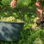 Le viti del Salento possono di nuovo essere commercializzate in tutta Europa