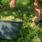 La Vendemmia 2015 di Valdo