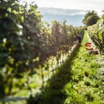 I driver della cooperazione vitivinicola per i prossimi anni.