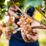 Un’annata promettente la vendemmia 2015 in Alto Adige.