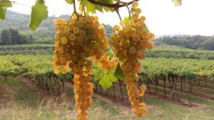 Adotta_Garganega_StradavinoSoave