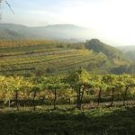 Rilanciare i territori marginali attraverso la viticoltura estrema