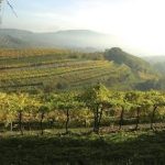 Sia avvia, in Sicilia, la Vigna Energetica