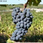 Nel Registro Nazionale delle Viti ora anche i cloni della cantina Barone Ricasoli