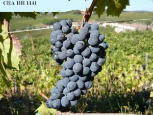 Cra Br 1141 Sangiovese