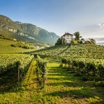 Alto Adige, storie di piccoli produttori e grandi vini: appuntamento a Roma