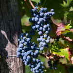 CALO DELLA VENDEMMIA IN FRANCIA, ITALIA PRIMA NEL MONDO