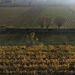 Ismea, -2,1% i costi di produzione del settore agricolo nel 2016