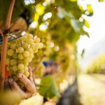 Vendemmia 2016 in Alto Adige: si inizia a metà settembre, più acidità e aromi