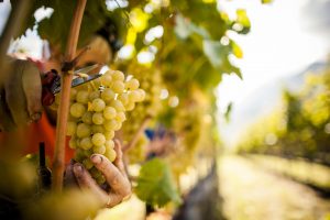 AltoAdige_Vendemmia_02