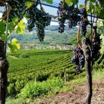 Autunno nel Canton Ticino: sulle orme del Merlot del Ticino