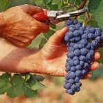 Presentate le previsioni vendemmiali di Assoenologi, Ismea e Uiv   Vendemmia a 44 milioni di ettolitri, -12% sul 2022