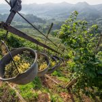 A Conegliano Valdobbiadene si dà il via alla vendemmia “eroica”