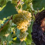 Vigne, paesaggi ed enoturismo in Abruzzo. Città del Vino entra in cabina di regia