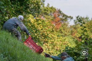 vendemmia_2016_19_low