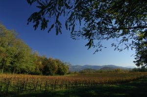 2-franciacorta_autunno