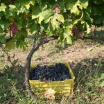 Una vendemmia a 5 stelle per il Primitivo di Manduria