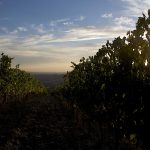 DOC Maremma al via le degustazioni durante le Anteprime Toscane