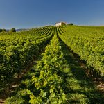 È COMINCIATA LA VENDEMMIA 2017 DI MASOTTINA