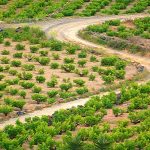 A PANTELLERIA SI CELEBRA IL RICONOSCIMENTO UNESCO