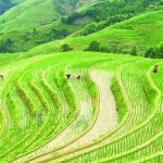 Il Soave vola a Pechino per raccontare il GIAHS-FAO