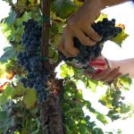 ENOTURISMO: IN CAMPO LE BIG PER CANTINE APERTE IN VENDEMMIA