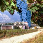 Riccardo Velasco alla direzione del Crea viticoltura ed enologia
