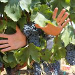 “le mani del vino”: QUESTO IL TORMENTONE WEB DELLA VENDEMMIA