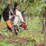 Preparatori d’Uva in finale al Wine Spectator Video Contest