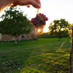 ViVite la prima fiera delle cantine cooperative italiane