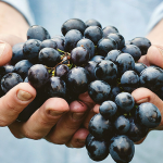 I Vini di Cori premiati in Qualità