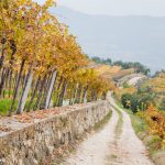 VALPOLICELLA, ESCURSIONE NEL CRU DI JAGO