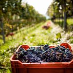 La vendemmia 2017 in Alto Adige: in calo le rese, buona la qualità